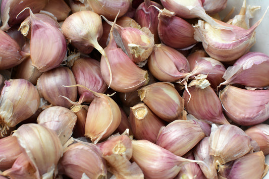 Czosnek: Niezastąpiony fundament smaku w Twojej kuchni