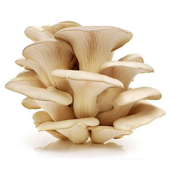 Boczniaki świeże grzyby 500g